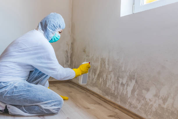 Licensed Mold Remediation service in Markham, VA - WQB Mold Removal